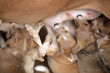 Sambuya,  in the Gambia, Africa, May 29, 2020, closeup portrait  - horizontal animal photography  -  brown, beige and white puppies suckling on mother breast , outdoors on a sunny day