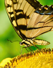 Closeup Shot Of A Monarch Butterfly On A Yellow Flower