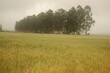Golden wheat fields