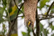Nature Wildlife Image Of Baya Weaver Inside Bird Nest