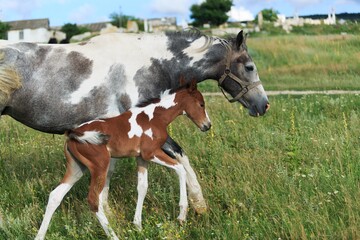 Horse chils and mother horse her beautiful foal on a field