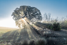 Sunrays Streaming Through A Large Oak Tree On A Foggy Morning Lighting Up Dew Covered Plants On The Edge Of A Farm Field With A Blue Sky.