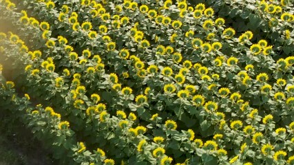 Sticker - Aerial view of sunflowers meadows in summertime