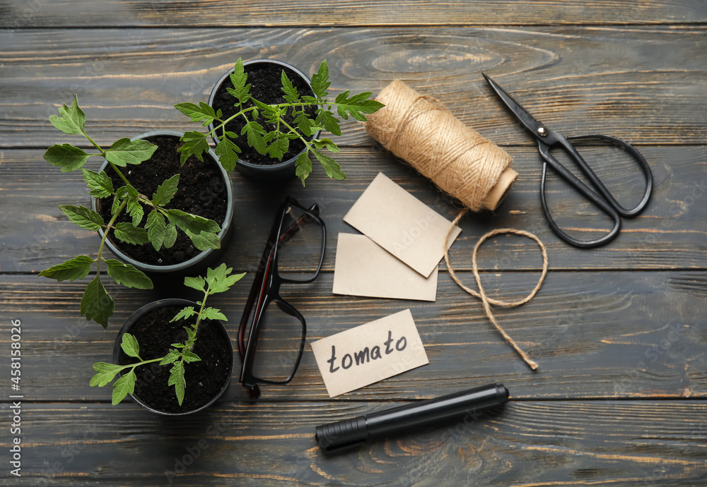 Composition with plants seedlings in pots on dark wooden background