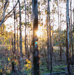 © Austockphoto - Golden sunrise through new growth forest