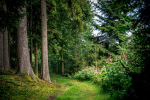 Path Surrounded By Tall Pine Trees And Plants In Bavarian Forest