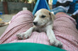 animal closeup - horizontal  photography of a small white and brown africanis puppy lying on a belly of a woman wearing pink shorts , on a blue hammock, outdoors on a sunny day in the Gambia, Africa 