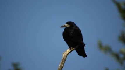 big bird - black rook sits on a dry branch against the blue sky on a sunny day. The wind flutters the feathers. Rook peels himself with his beak