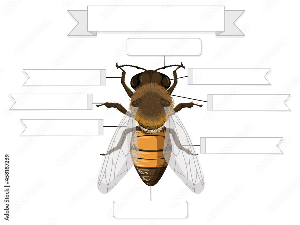 External Anatomy of a bee worksheet Stock Vector | Adobe Stock