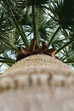 Vertical Low Angle Closeup Shot Of A Palm Tree
