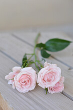 Closeup Shot Of Pink Roses On A Wooden Surface