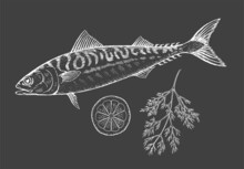 Sea Fish Mackerel With Lemon And Dill On A Black Background. Cooking Delicious Food. Vector Chalk Illustration Hand Drawn