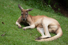 Kangaroo Resting In The Grass