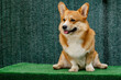 With love for dogs. Breeds. Welsh Corgi