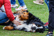 With love for dogs. Breeds. Bernese Mountain Dog