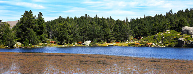 Wall Mural - landscape- lake, forest and cows