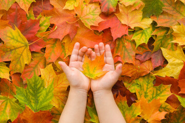 Wall Mural - Baby girl opened palms holding fresh orange yellow maple leaf. Different colors leaves background. Closeup. Colorful autumn concept. Point of view shot. Top down view.