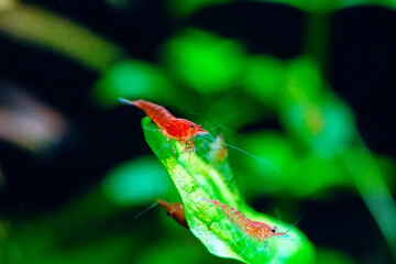 Wall Mural - Big fire red or cherry dwarf shrimp with green background in fresh water aquarium tank.