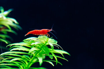 Wall Mural - Big fire red or cherry dwarf shrimp with green background in fresh water aquarium tank.