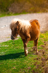 shetland pony in a field 