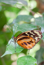 Large Tiger Butterfly (Lycorea Cleobaea) Resting On A Leag