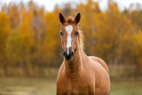 Fototapeta Konie - Portrait of Don breed horse in autumn. Russian golden horse.