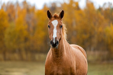 Portrait Of Don Breed Horse In Autumn. Russian Golden Horse.