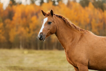 Wall Mural - Portrait of Don breed horse in autumn. Russian golden horse.