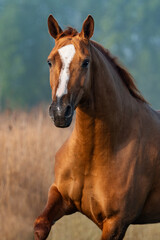 Wall Mural - Don breed horse running on a foggy morning. Russian golden horse.