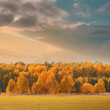 Autumn landscape yellow trees in fall forest under moody sunset sky.