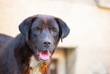Portrait Of A Black Yard Dog In Georgia