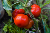 Fototapeta Pomosty - Czerwone, zielone, czarne pomidory rosnąca w ekologicznej organicznej szklarni