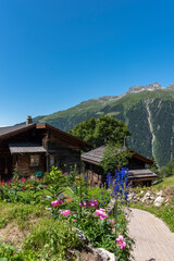 Wall Mural - Village of Bellwald with the mountains Weisshorngruppe and Eggishorn in background