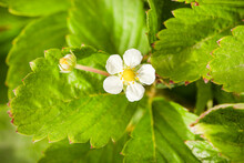 Flowers Of Strawberry In The Nature