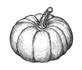 Pumpkin Isolated on white background. Autumn vegetable hand drawn vector sketch engraved illustration