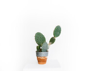 A Large Cactus In A Clay Pot On A White Background. Cactus In The Form Of An Oval.