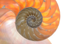 Nautilus Pompilius, Living Fossil Mollusca. Chambered Nautilus Shell Cutaway Isolated On White. Shell Pearl Nautilus Fibonacci Section Spiral Pearl Symmetry Half Cross Golden Ratio Mother Of Pearl