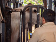 A Farm worker and a head of Nellore cattle are looking at each other inside a corral