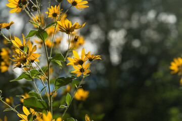 Canvas Print - Jerusalem Artichoke, Jerusalem Sunflower, Sunchoke, Girasole - Helianthus tuberosus