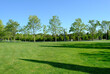 A beautiful landscape of the park and a recreation area in the city, a green field and a tree, beautiful shadows from trees
