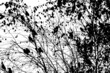 © Мария Неноглядова - A tree with flying birds. Vector illustration