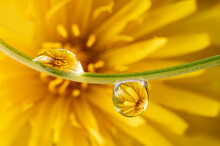 Flower And Dew Drops - Macro Photo