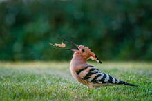 Hoopoe Bird Tossing 