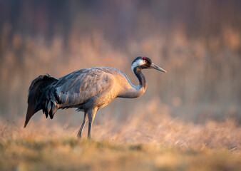 Canvas Print - Common crane bird ( Grus grus )