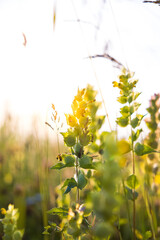 Canvas Print - Closeup of rattles on the background of the bright sunlight