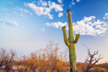 Tall Green Saguaro Cactus In Arizona Desert Near Tucson With Puffy White Clouds