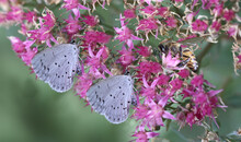 
Bee And Moths On Purple Flowers ....