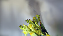 
Praying Mantis On Yellow Flowers On A Gray Blurred Background ....