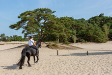 Black Stallion Horse Riding Through Dutch Natural Shifting Sand Dunes With Pine Trees. Leisure And Recreation In Natural Surrounding Concept