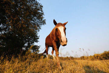 Wall Mural - Sorrel mare walking close up in autumn Texas pasture with blaze on face.